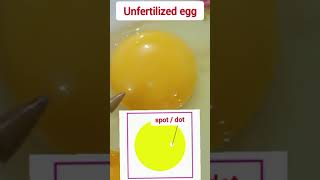 Difference between fertile and infertile eggs [upl. by Ahc351]