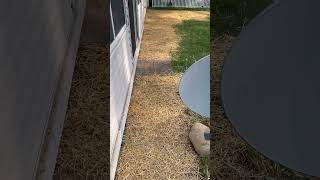 Quick little backyard grading [upl. by Darill]