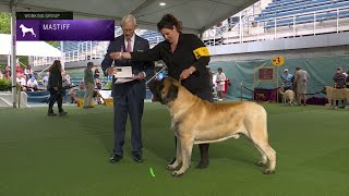 Mastiffs  Breed Judging 2023 [upl. by Hsirrehc]