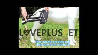 Rear No Knuckling Training Sock For Dogs  Lovepluspet [upl. by Yruok]