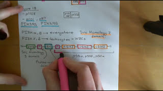 The PI3K  AKT  mTOR Pathway and Cancer Part 3 [upl. by Asiela]