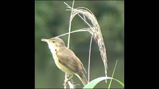 Reed warbler telling you a story shorts [upl. by Ahsyt]