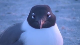 Laughing Seagull UpClose View [upl. by Atekal]