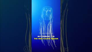 Box Jellyfish  The Most Venomous Animal On Earth [upl. by Irene]