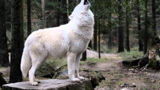 Polar Wolf howling  Heulender Polarwolf [upl. by Arammahs]