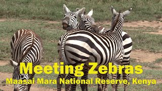 Meeting zebras [upl. by Ihcehcu]