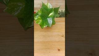 Two varieties Heartleaf Philodendron and Golden Pothos ornamental ideas in the water plantdecor [upl. by Dougie]