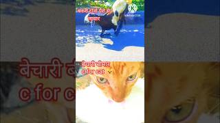 tiger cat goat billi billota मतलबी दुनिया pets street viralvideo c for cat🐈 edit lover [upl. by Ylram]