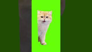 quotQuasoquot Croissant meme template  Greenscreened quaso croissant [upl. by Orola]