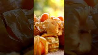 Fakta Menarik Buah Cape gooseberry berry buah [upl. by Enavi]