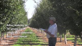 How to Monitor for Aphids in Plum and Prune [upl. by Ettezzil183]