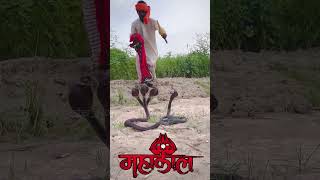 इच्छाधारी नागिन🐍🙏shorts youtubeshorts snake nagin naagin bhakti mahadev ytshorts viral [upl. by Nomla135]