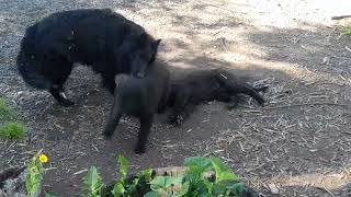 German Groenendael puppies playingresting [upl. by Etam]