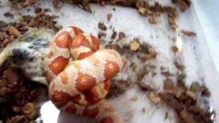 Corn Snake Trying to Constrict Gerbil [upl. by Hayward]