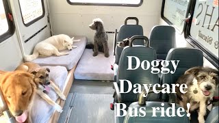 A Day on the Doggy Daycare bus [upl. by Lyndes896]