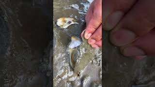 Oyster A lot After The Sea Low Tide oysters usa 100kviews fyp viral tiktok ur uk us [upl. by Haymo]