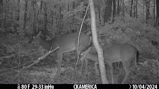 Whitetail Deer and Coyotes trailcamera whitetaildeer coyotes CKAMERICA [upl. by Nnahgiel]