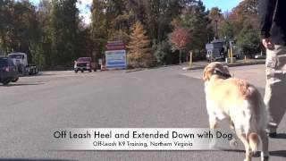 Very ShySkittish Golden Retrievers BeforeAfter Video Dog Training Northern Virginia [upl. by Merla]