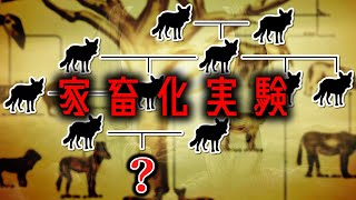 【自然界と真逆】弱い個体同士を40年以上交配させた結果【ゆっくり解説】【雑学】 [upl. by Anrat]