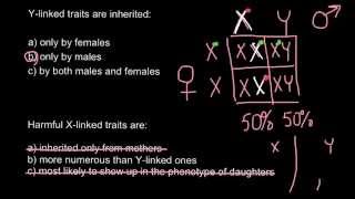 How X and Ylinked traits are inherited [upl. by Erine281]