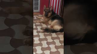 😍Thoongathe thambi thoongathegermanshepherd shortsoldsongmotivationalsong [upl. by Flss990]