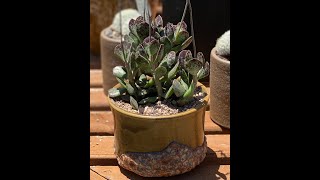 Adromischus rupicola quotCalico Heartsquot [upl. by Oilenroc681]