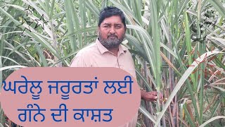 Sugarcane Cultivation for home use ਘਰੇਲੂ ਜਰੂਰਤਾਂ ਲਈ ਗੰਨੇ ਦੀ ਕਾਸ਼ਤ। ਕਿਸਾਨ ਕਰਨੈਲ ਸਿੰਘ [upl. by Cogen346]