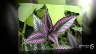 Strobilanthes  garden plants [upl. by Llerol]