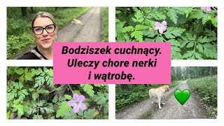 Bodziszek cuchnącyuleczy nerkiwątrobętrądzik 🌸 [upl. by Annahvas529]