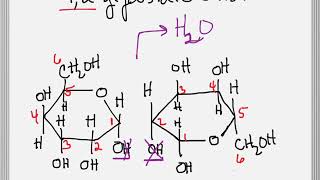 How to Form a Glycosidic Bond between Two Sugars [upl. by Mosby]