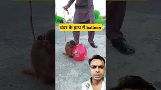 बंदर के हाथ में balloonfunny monkey [upl. by Marian]