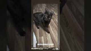 Unseen USA Animal Moments You’ll Fall For viralvideo cat cuteanimal trending funny cutecat [upl. by Chastain]