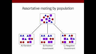 Goldberg A mechanistic model of assortative mating in a hybrid population [upl. by Hgielhsa654]