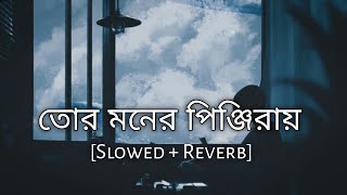 Tor Moner Pinjiray  Jisan Khan Shuvo  Slowed And Reverb  Bengali Lofi  10 PM BENGALI LOFI [upl. by Anaylil95]