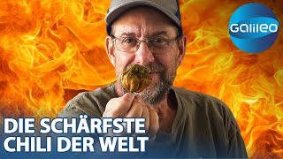 DER SCHÄRFSTE CHIP DER WELT  ONE CHIP CHALLENGE mit rewinside [upl. by Dewar908]