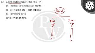 Apical meristem is responsible for [upl. by Ramiah]