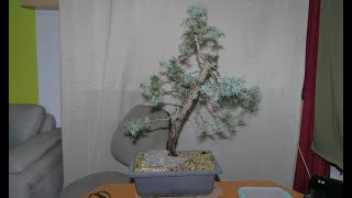 Juniper communis  Der stachelige Geselle [upl. by Ahsiema]