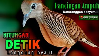 PERKUTUT LOKAL GACOR suara besar  MENGUNDANG BUNYI SEMUA JENIS BURUNG PERKUTUT PASTI NYAUT [upl. by Reckford185]