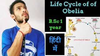 Life Cycle of Obelia [upl. by Lanta]