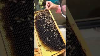 Beekeeping in South Florida greentropicalnursery [upl. by Enawtna]