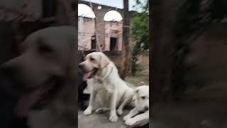 Labour dog Viral video Youtubeshort short video 📸 [upl. by Pilar]