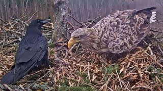 LDF Jūras ērglis White tailed eagle  Raven messes with the nest Raimis tidies up 26112019 [upl. by Ojytteb]