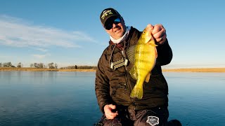 North Dakota Slough Tiger Jumbo Perch and Bonus Walleyes ON ICE  In Depth Outdoors S15 E3 [upl. by Saundra]