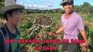 Biglang Sumalubong ang sawa samin bukid Pagbisita sa insan kong vlogger kabestfriendtv [upl. by Thevenot]