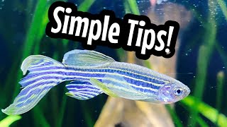 Zebra Danio Beginner Care [upl. by Petrie]