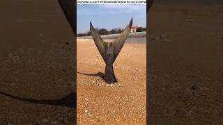 What did the man find while walking on the beach in Coxs Bazar😱amazingfacts ytshort [upl. by Mcmath]