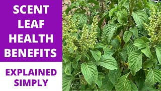 SCENT LEAF  OCIMUM GRATISSIMUM  African Basil  Clove Basil Tree  Medicinal Health Benefits [upl. by Ardnod]