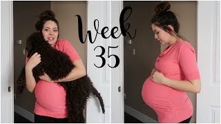 Week 35 Pregnancy Update  TMI All About GBS amp How Its Tested [upl. by Placia]