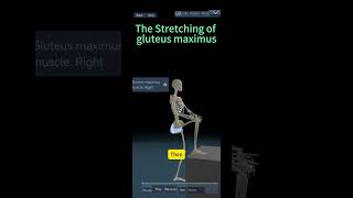 Stretching of Gluteus maximus [upl. by Tiraj]