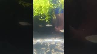 2 of 2 Rainbow fish unboxed and doing great Thanks ellfishtanks29 danielvel fishfam fish [upl. by Laamak]